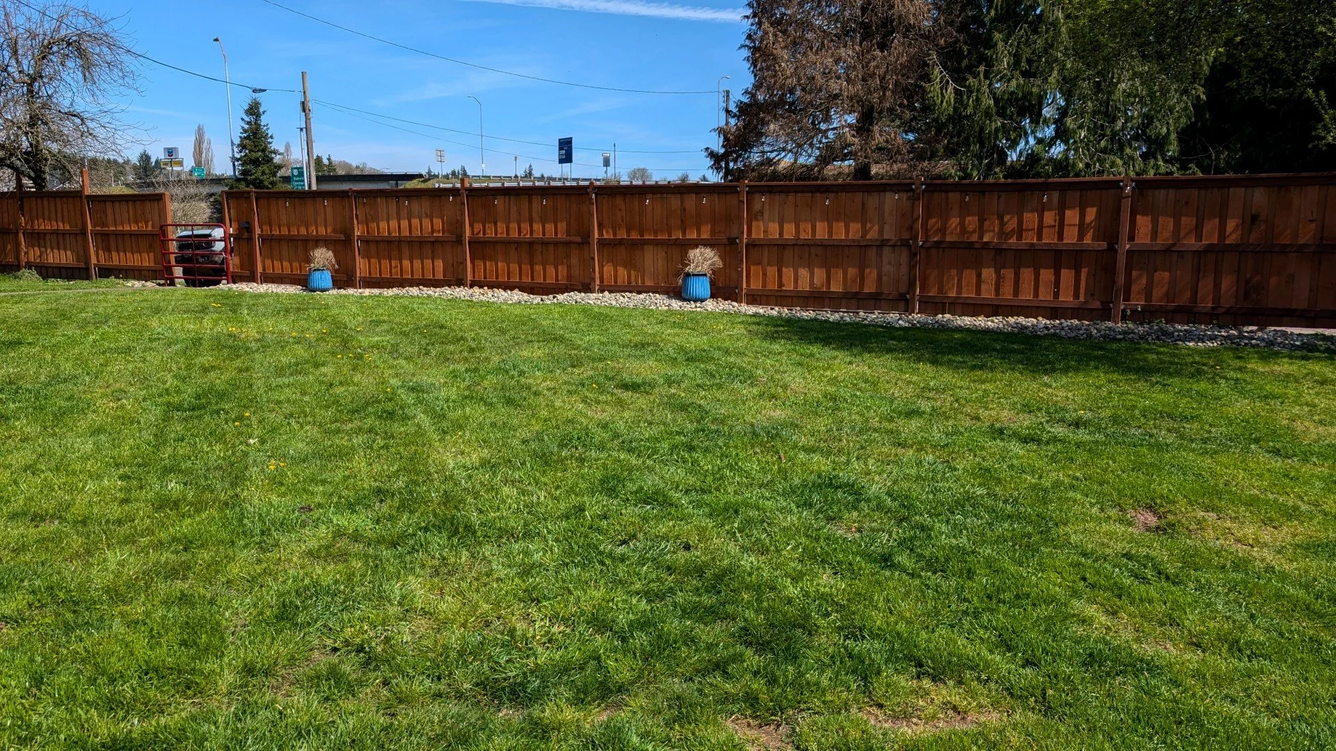 A backyard with green grass, a wooden fence, two blue flower pots with dried plants, and a red wheelbarrow. In the background, there are trees, utility poles, and a clear blue sky.