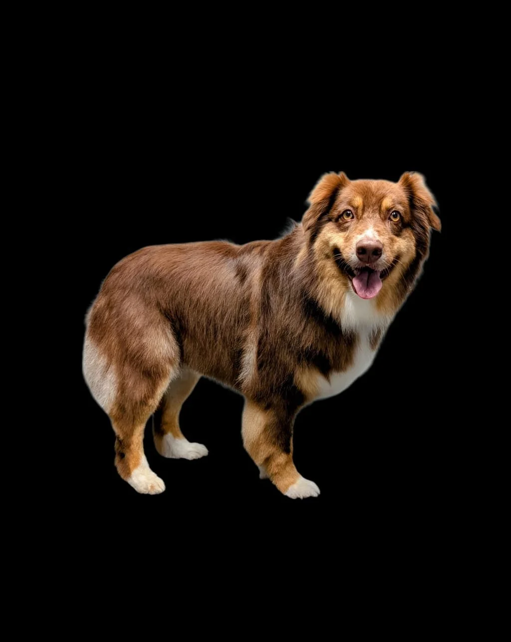 Double Coat Full Grooming XS - X-Large $100 - $200+