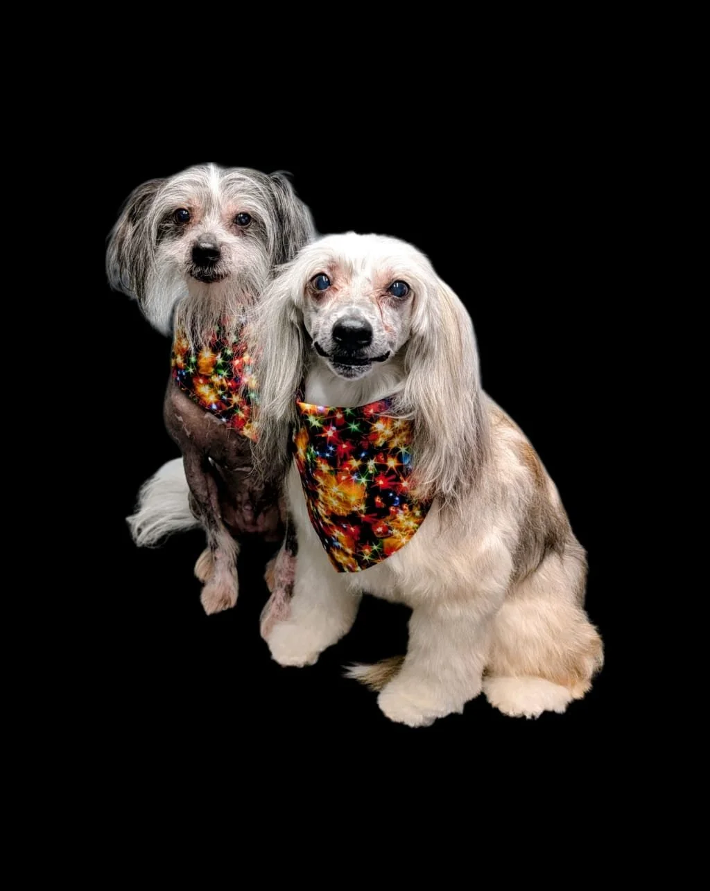 Bath & Tidy Services XS - X-Large $65 - $145+