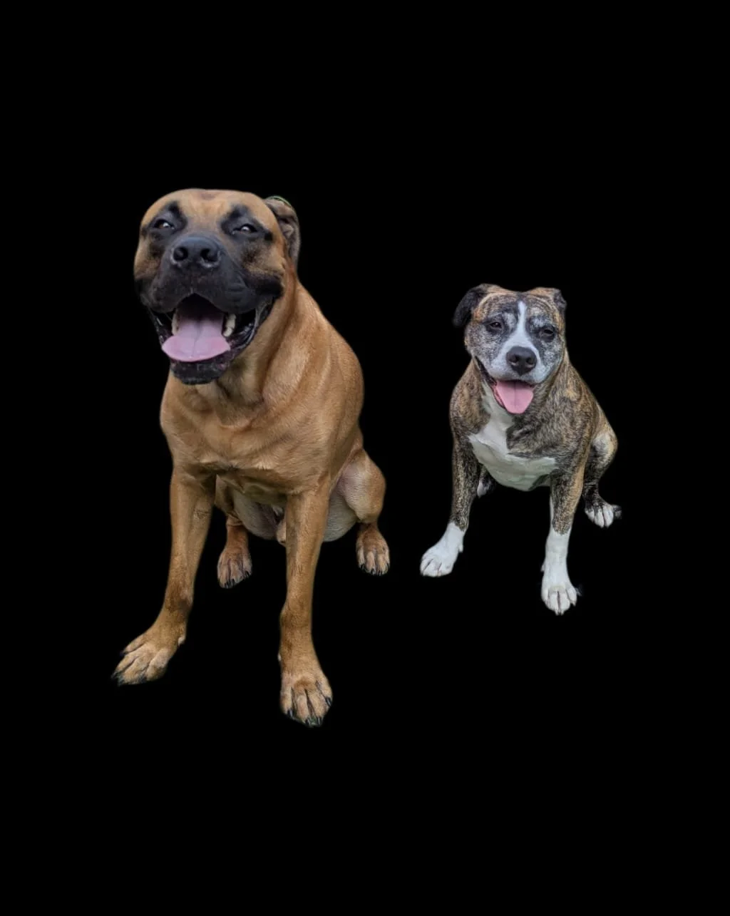 Short Hair Bath & Brush XS - X-Large $40 - $120