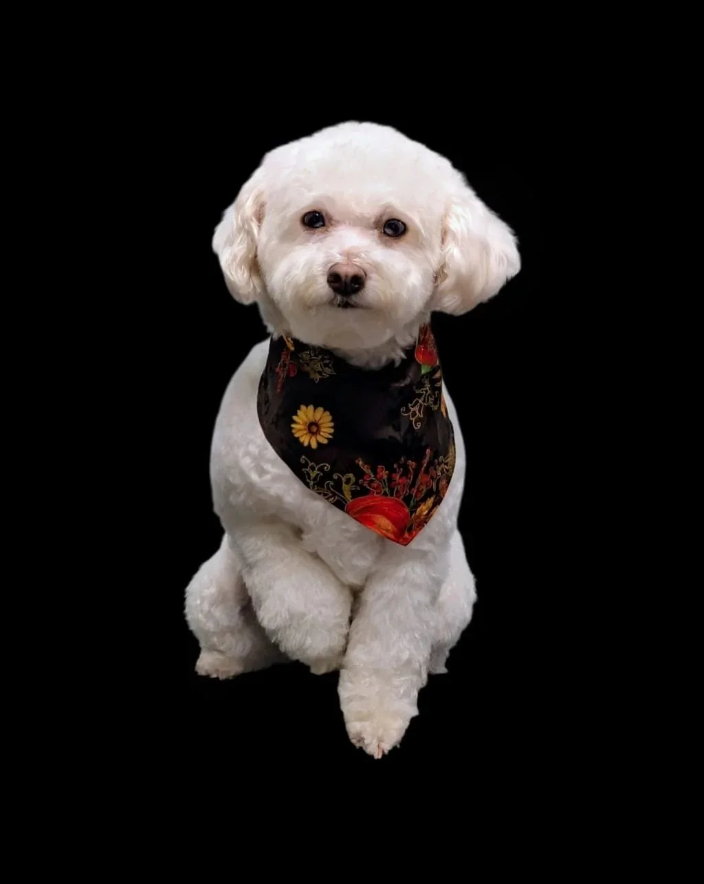 Full Grooming Service XS - X-Large $80 - $160+