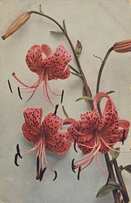A close-up of a blooming pink tiger lily flower with black spots, along with two closed buds on a green stem.