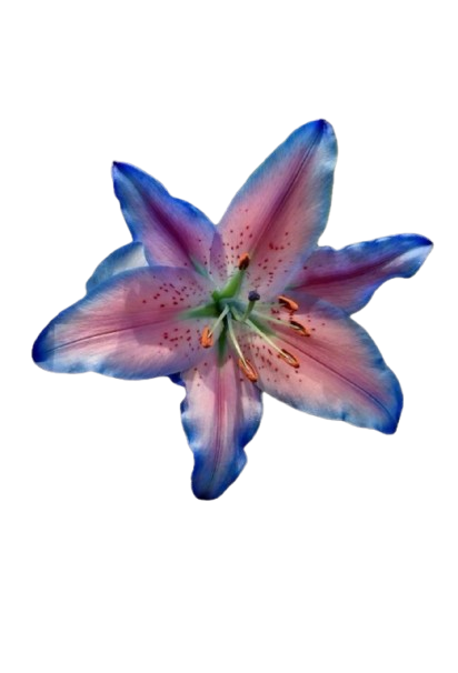 A colorful lily flower with pink, purple, and blue petals and visible stamens.