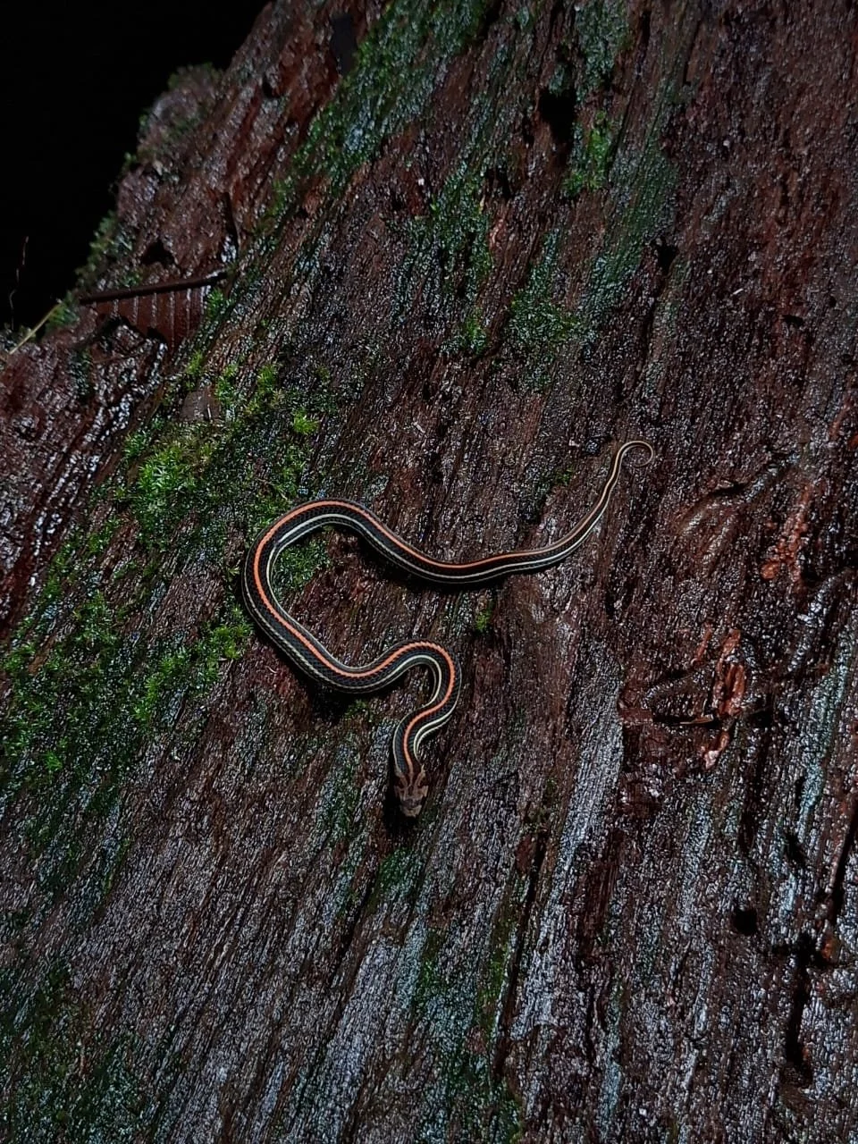 A small striped snake on a wet, mossy piece of wood.