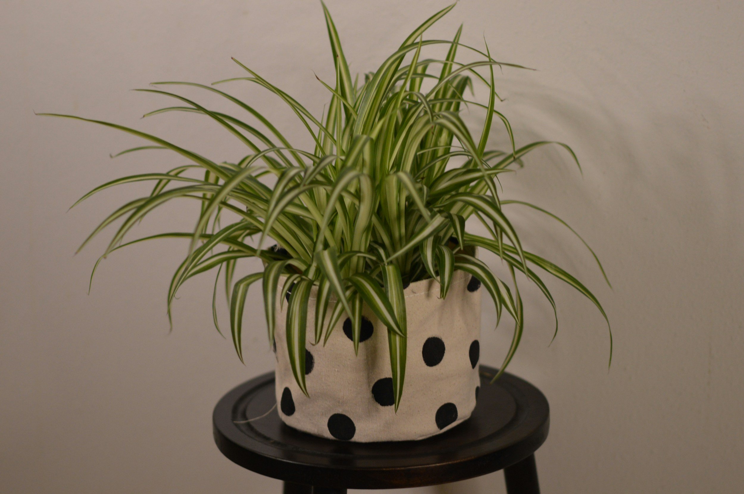 A potted spider plant with long green and white striped leaves in a black and white polka dot fabric pot, placed on a dark wooden stand.