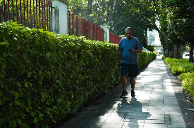 A man walking on a sidewalk while looking at his phone, with a hedge and a red fence on one side and trees on the other.