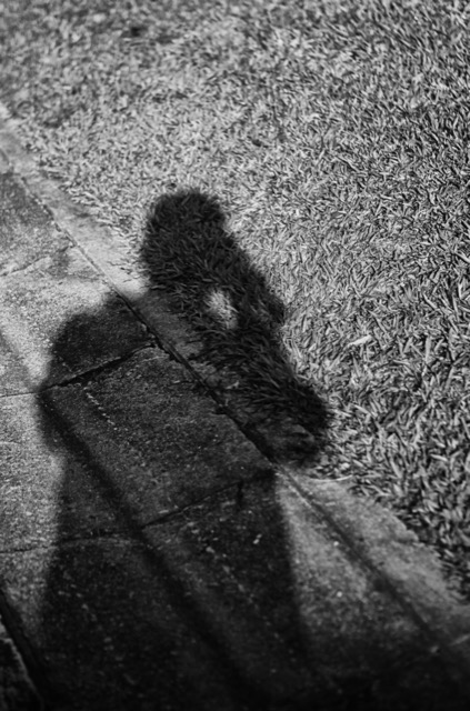 A squirrel on a sidewalk next to a grassy area, with its shadow visible on the ground.
