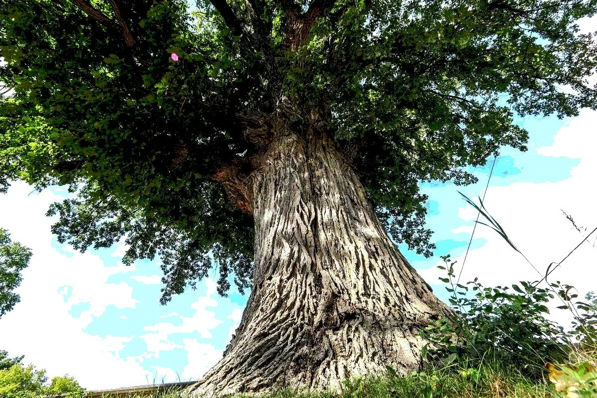 Looking up at a large, tall tree with thick, textured bark and green leafy branches extending outward and upward.