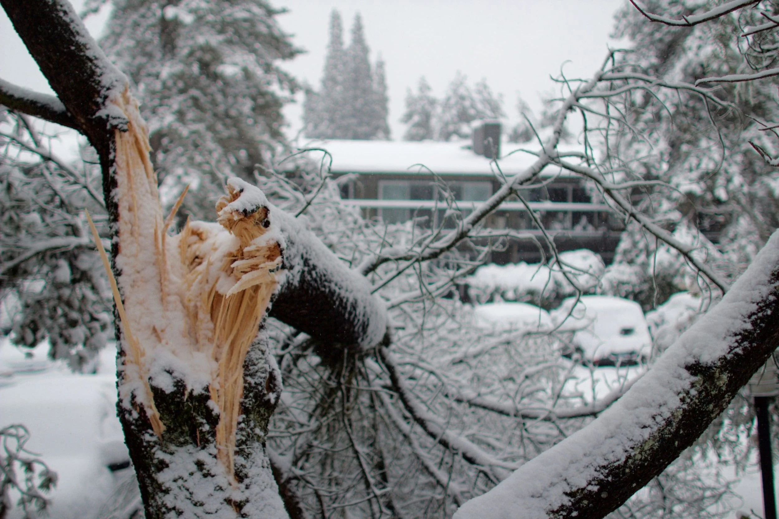 Snow-covered tree branch with broken wood and a house with snow-covered trees and cars in the background