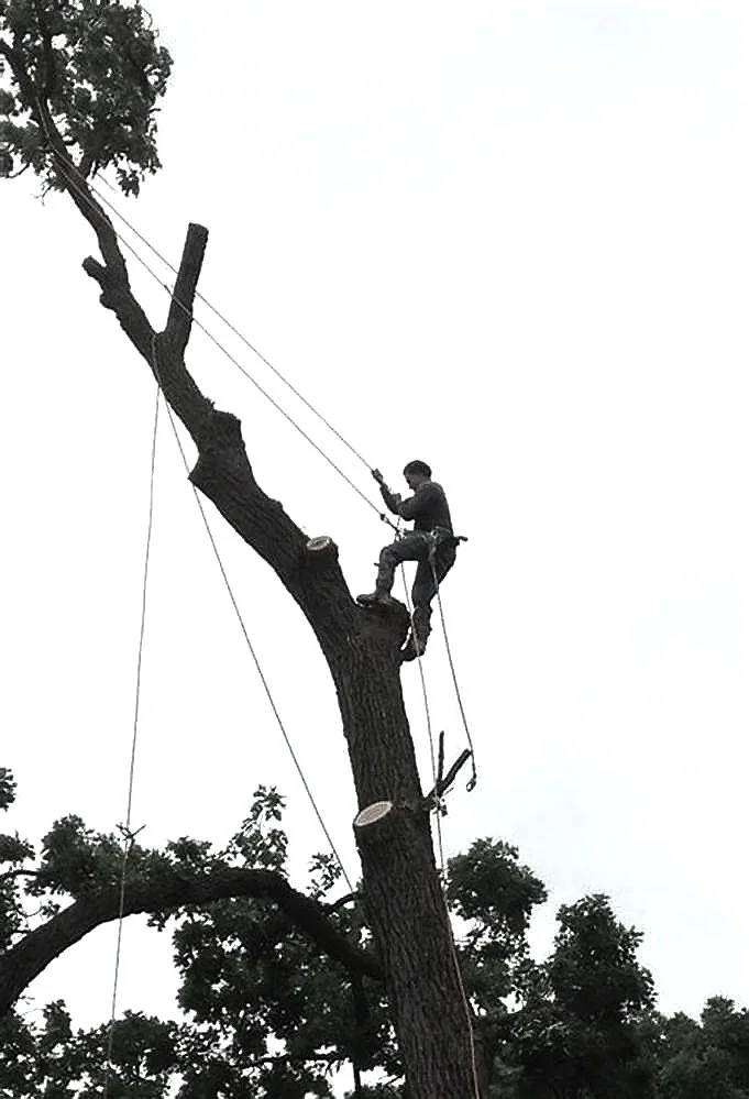 A person trimming a tall tree using a harness and ropes.