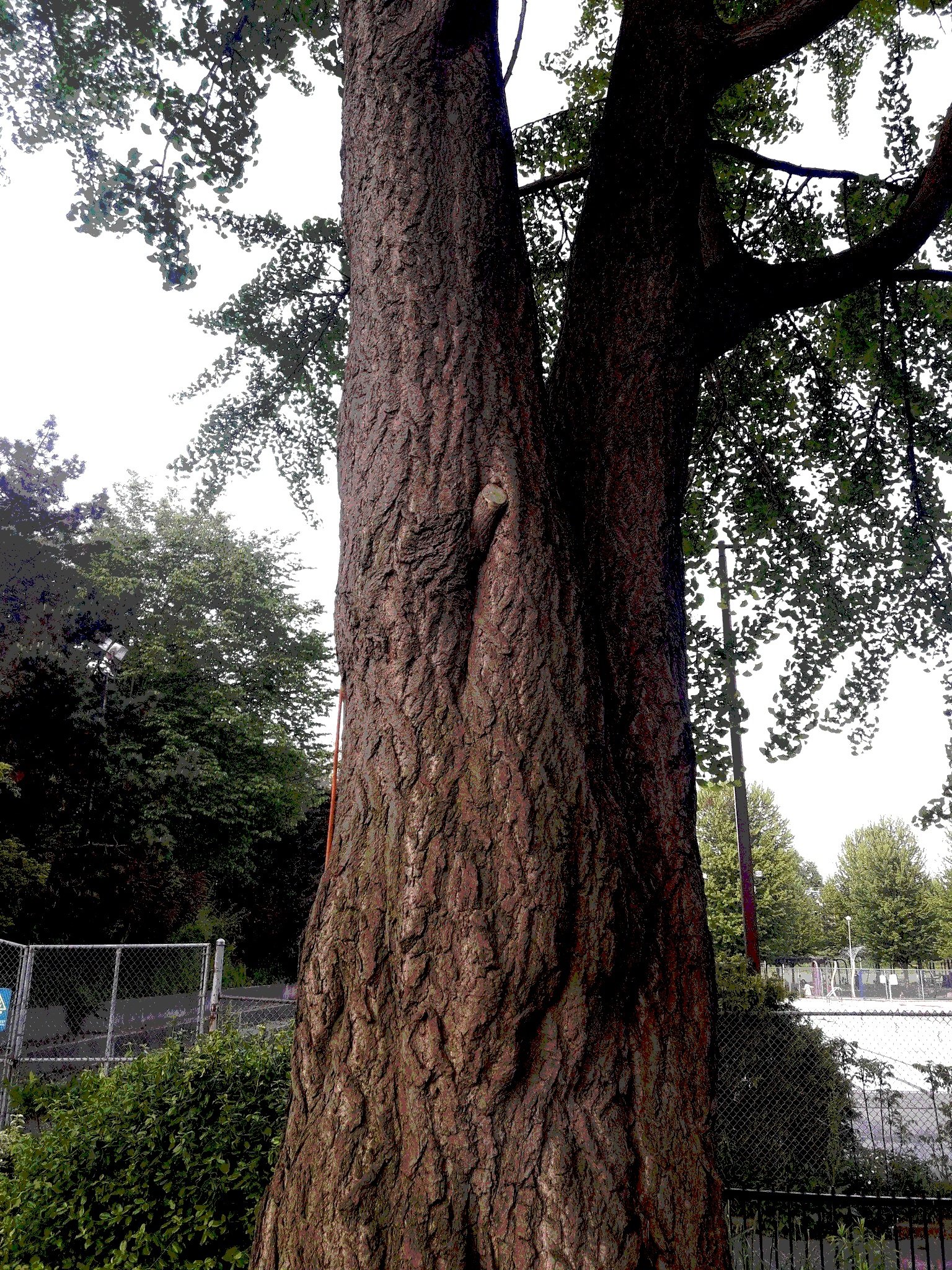 A large tree with thick textured bark in a park or outdoor area, with a background of other trees, a chain-link fence, and paved surfaces.