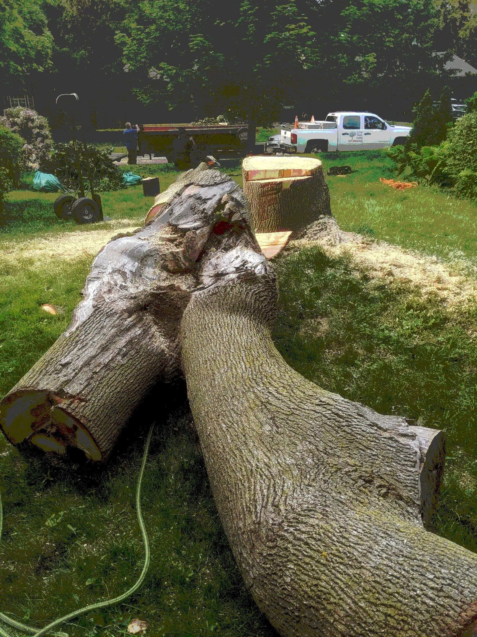 A fallen tree trunk on a lawn with a chainsaw and tree-cutting equipment nearby, and maintenance vehicles in the background.