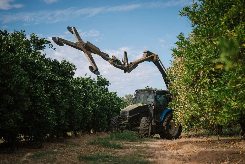 Commercial Olive Grove Pruning.