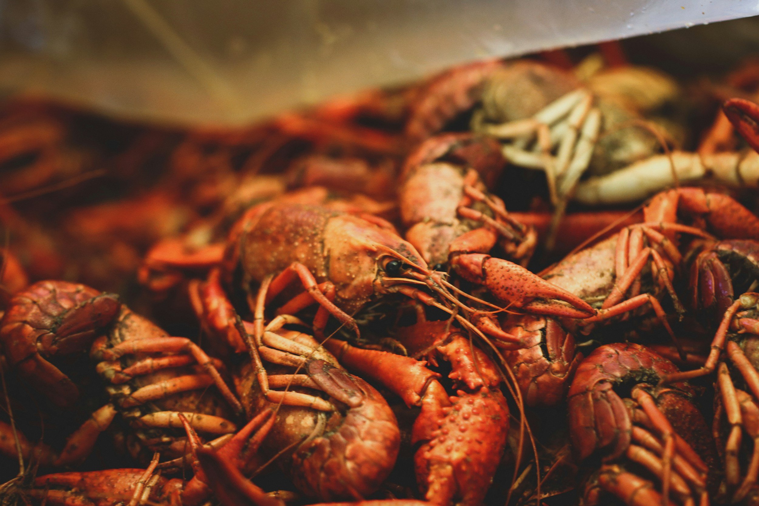 Fresh cooked crawfish piled together in a tray.