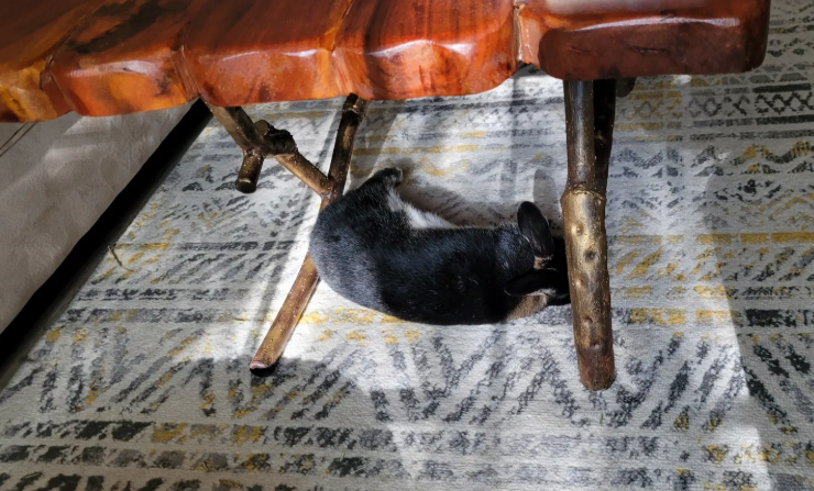 Bun-efits of Sun Naps