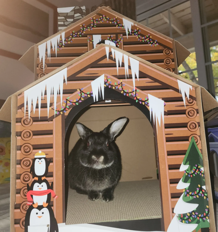 Why that “Cat” Scratcher is Really Just a “Pet” Scratcher