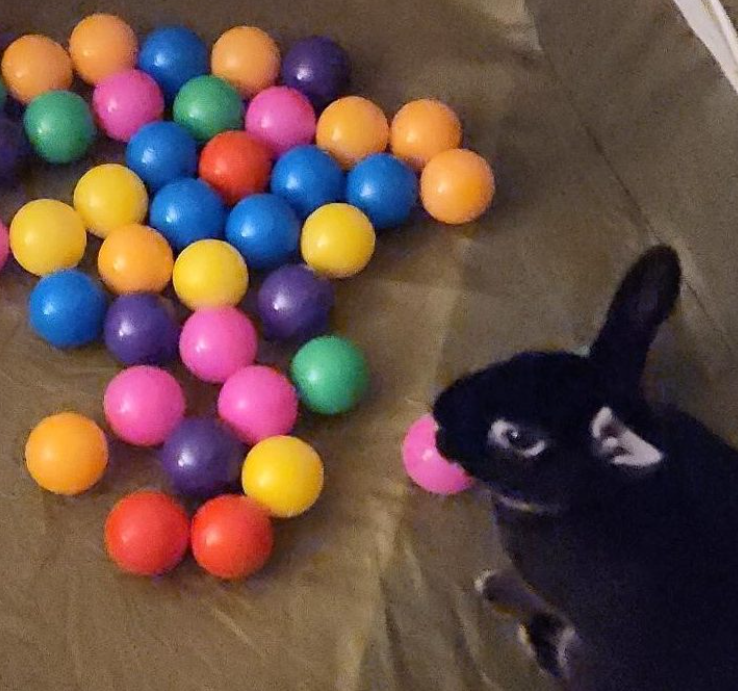 My 1st Ball Pit Escapade