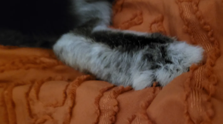 My Thoughts of this Lucky Rabbit Foot Myth