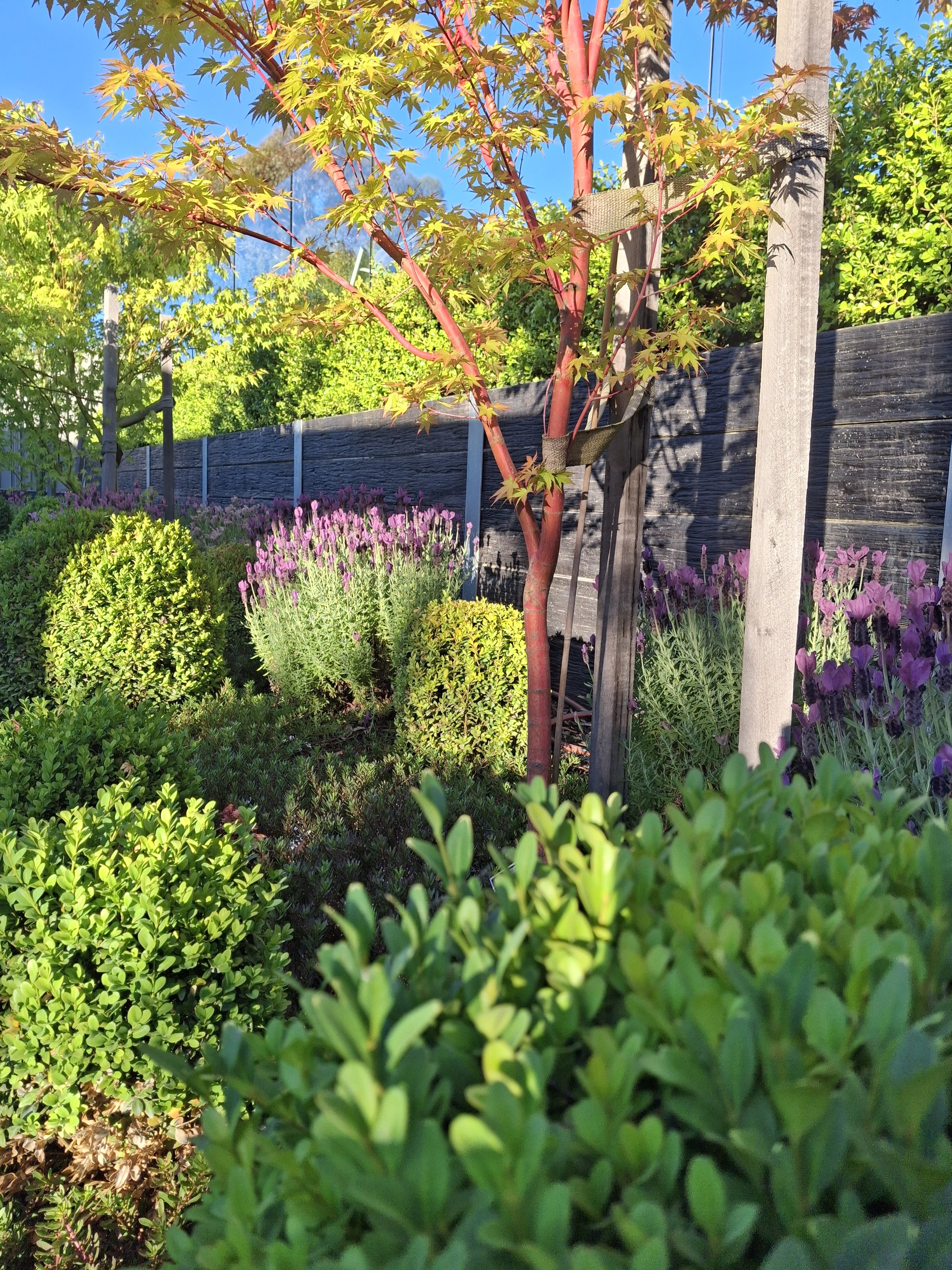 Professional landscaping Geelong (16).jpg