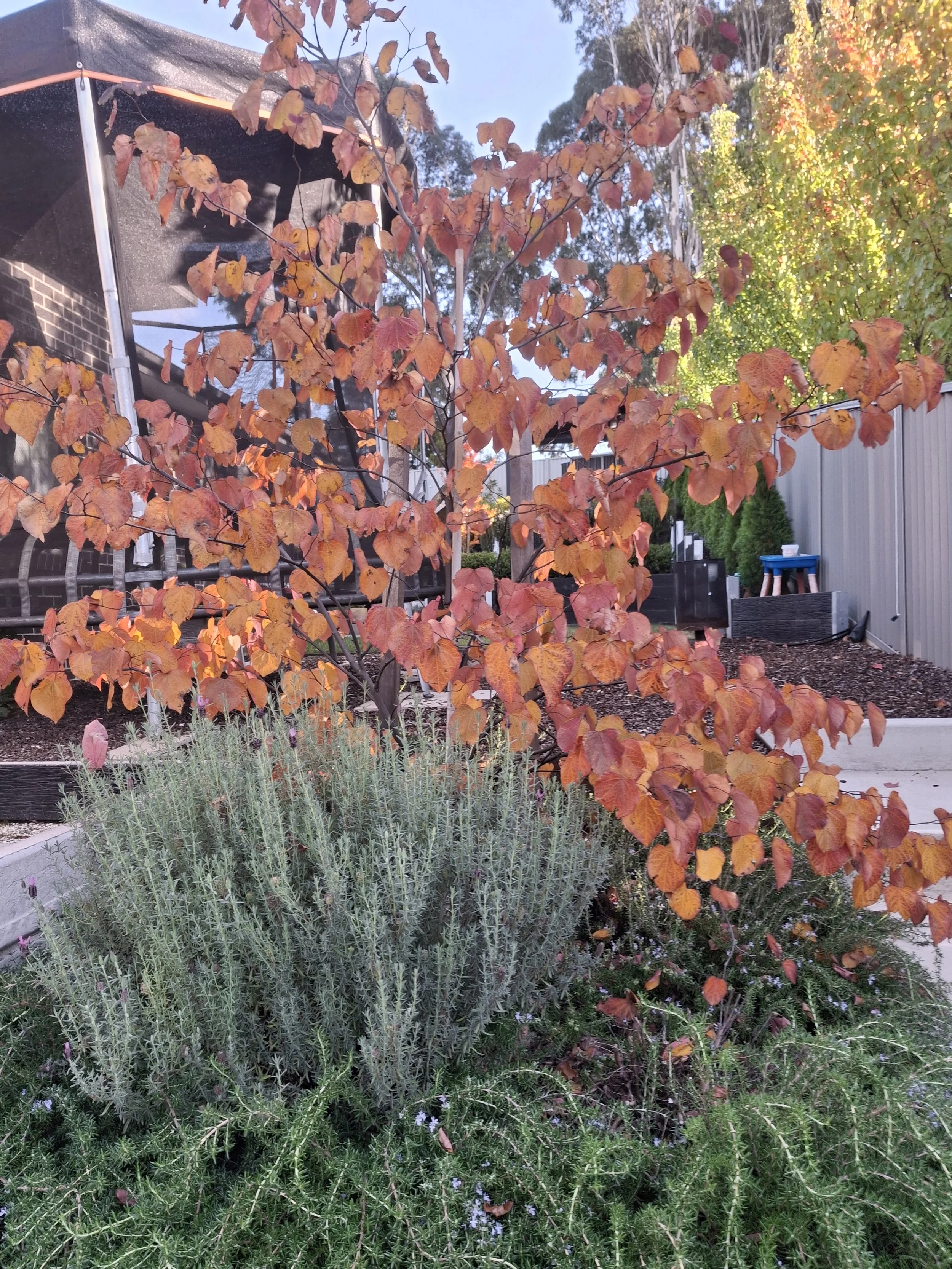 Professional landscaping Geelong (11).jpg
