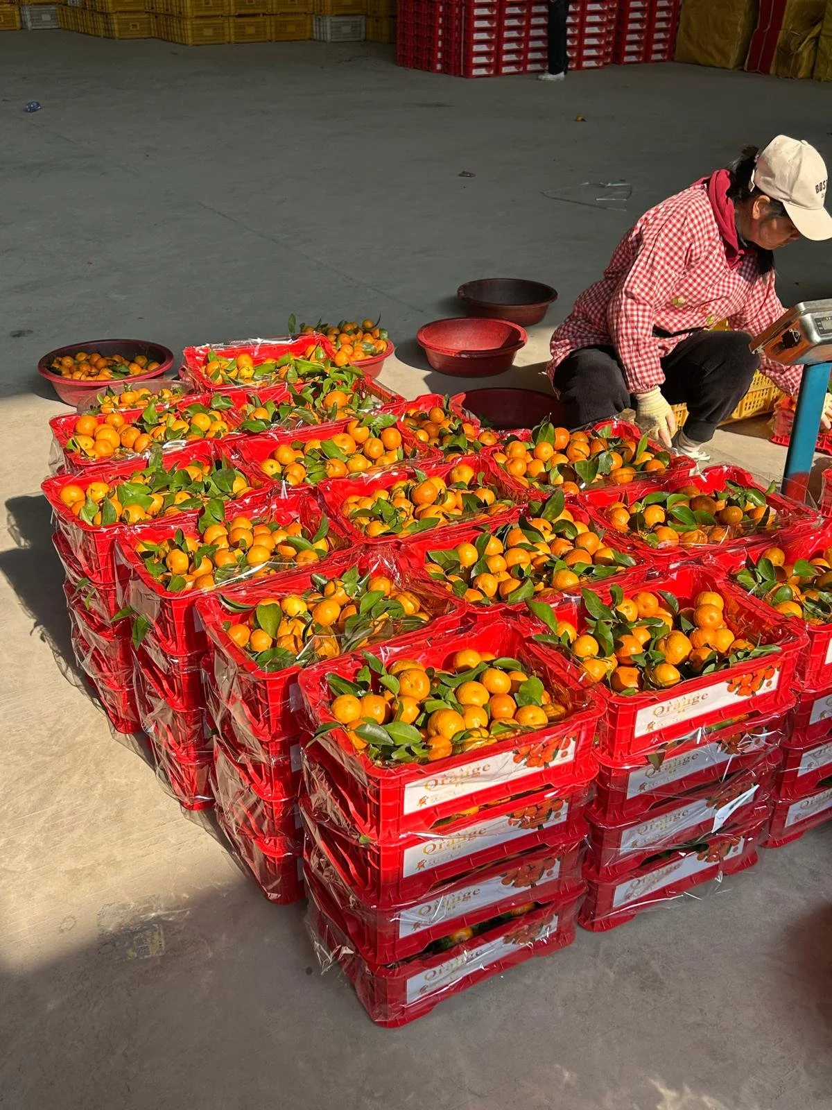 Baskets of small orange fruits with green leaves, stacked in red plastic crates with a woman sitting nearby.