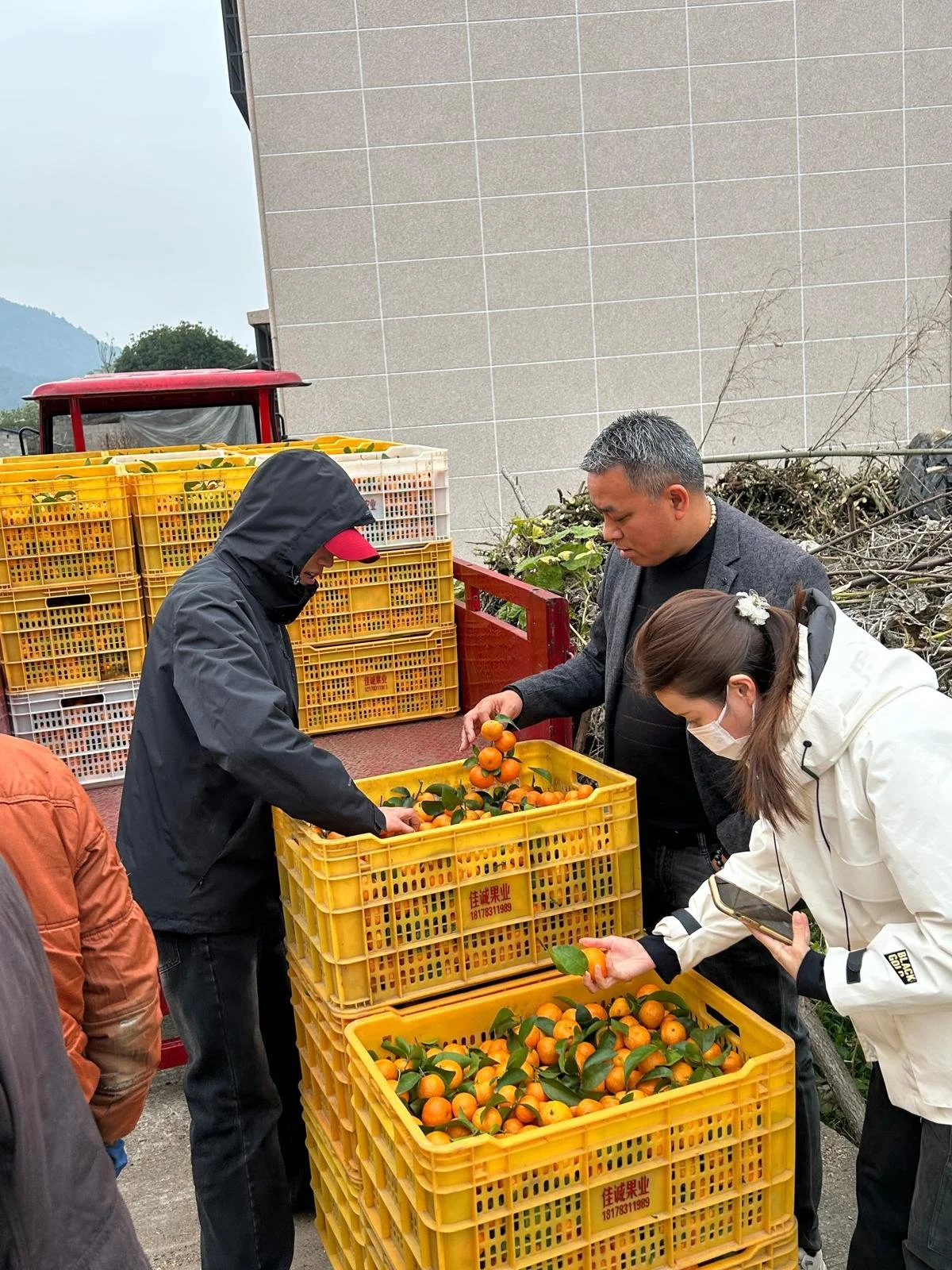 Three people inspecting and handling fresh citrus fruits in yellow crates outdoors, with a tractor,