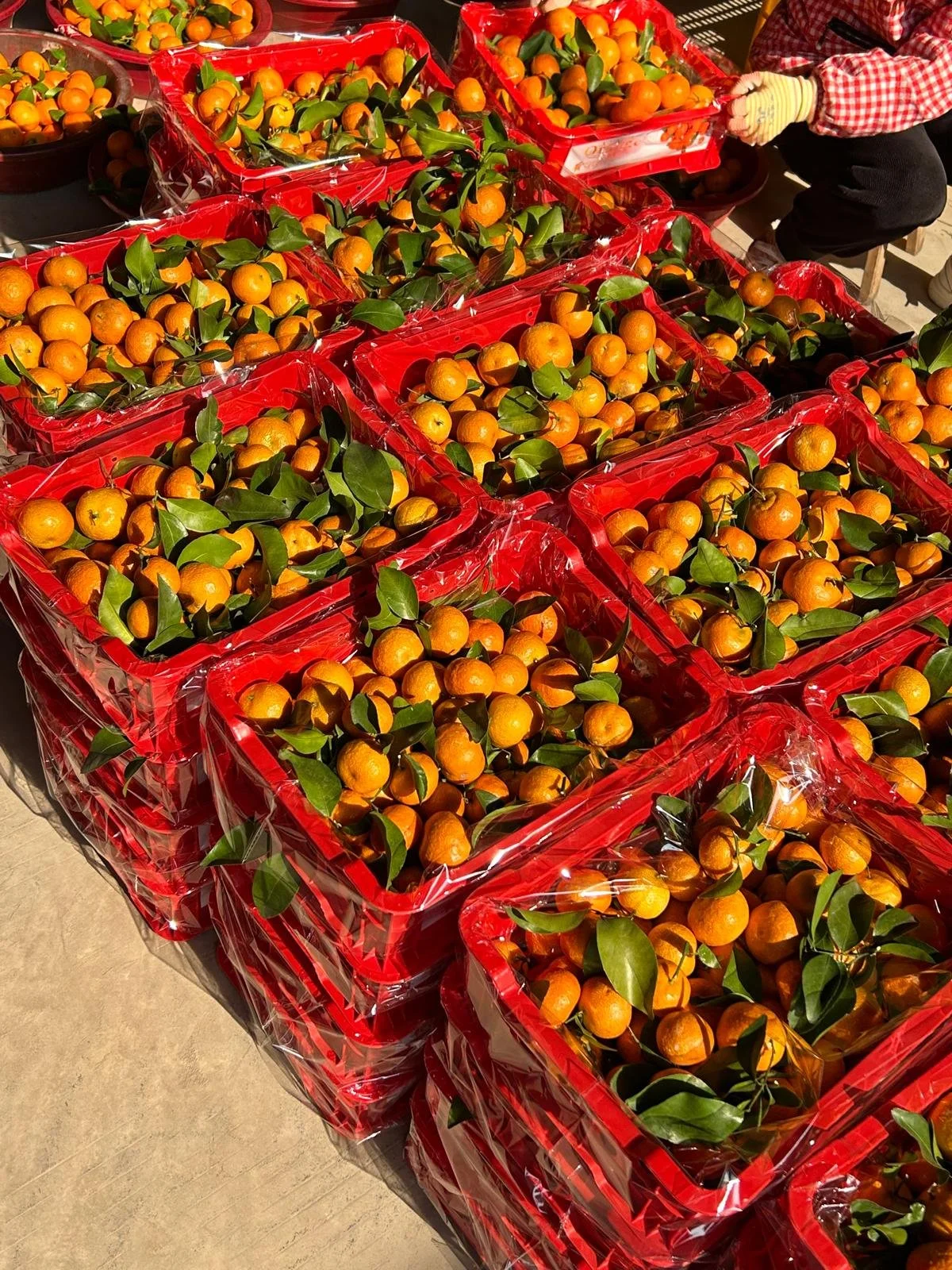 Rows of red crates filled with small, orange tangerines with green leaves, covered with plastic wrap.