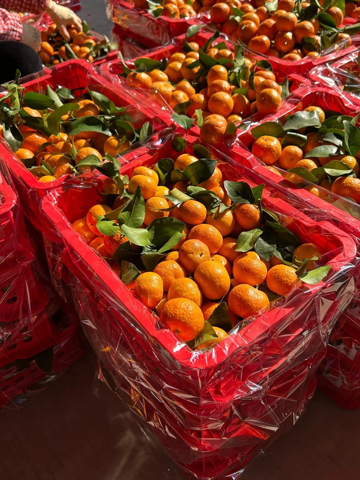 Several red crates filled with oranges with green leaves, wrapped in clear plastic.