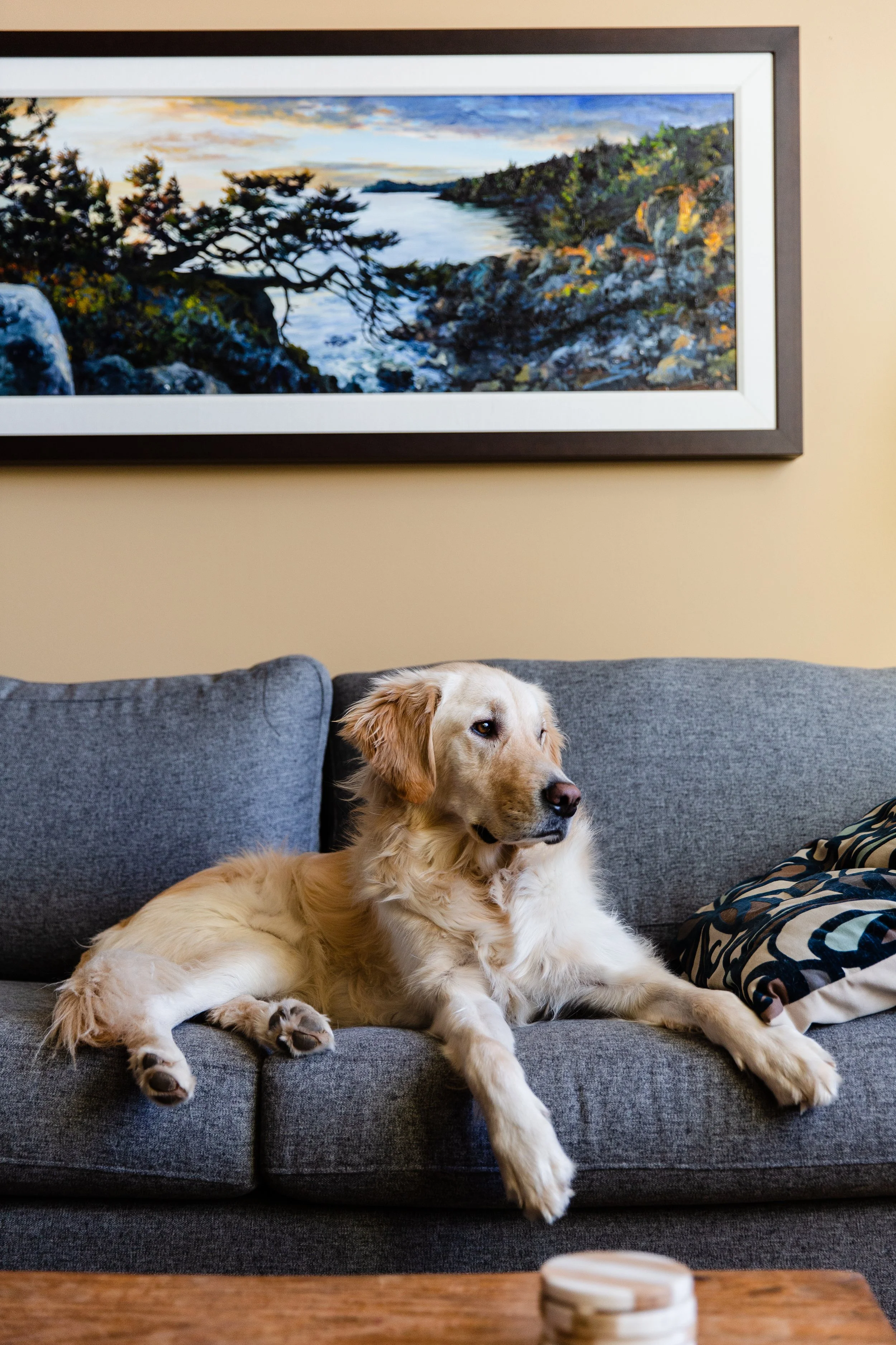 A Golden Retriever dog lying on a gray sofa, looking to the right, with a colorful landscape painting on the beige wall behind.
