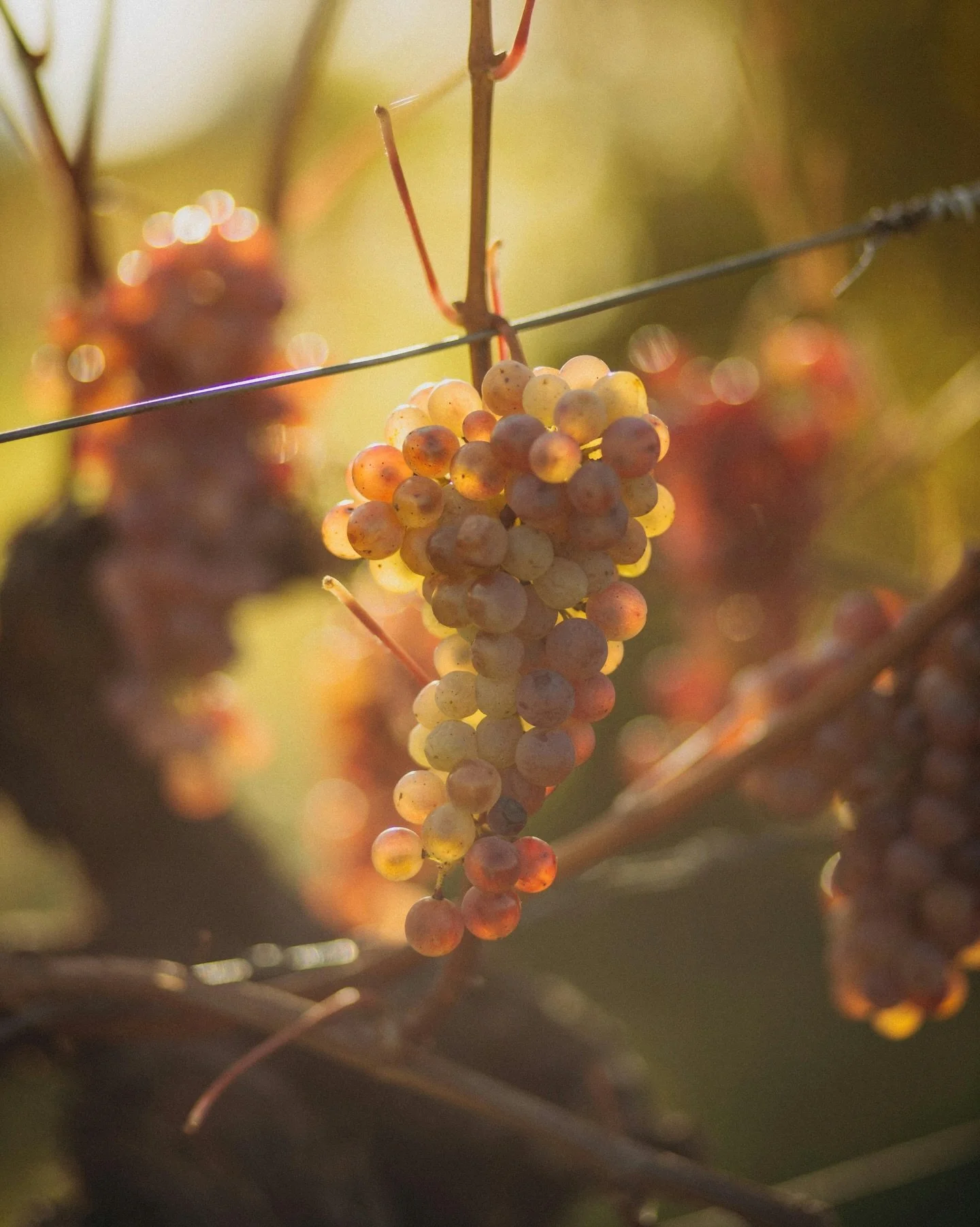 Where grapes meet patience, craftsmanship, and a little bit of magic