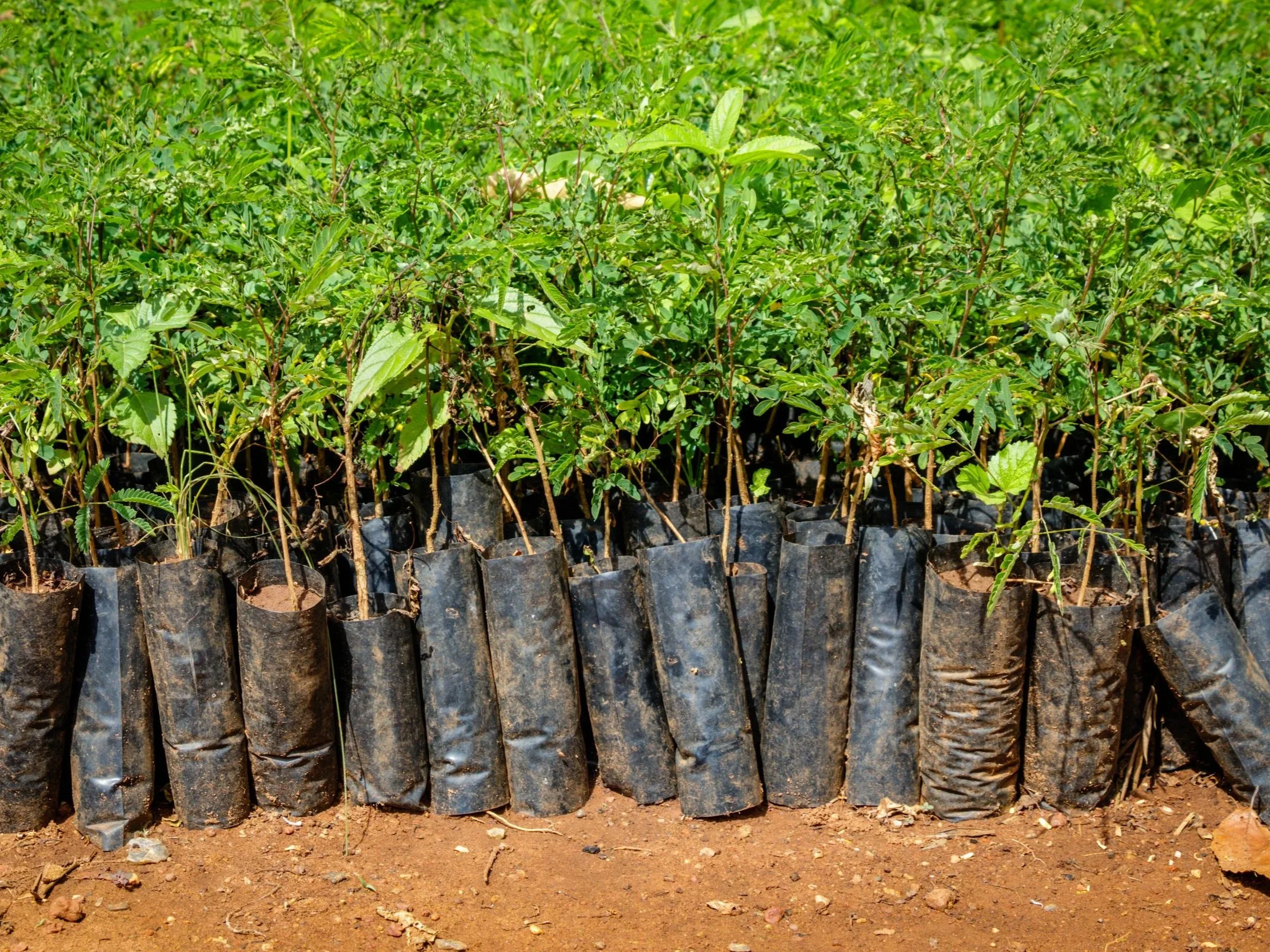 Young plants growing in small black plastic bags on soil ground.