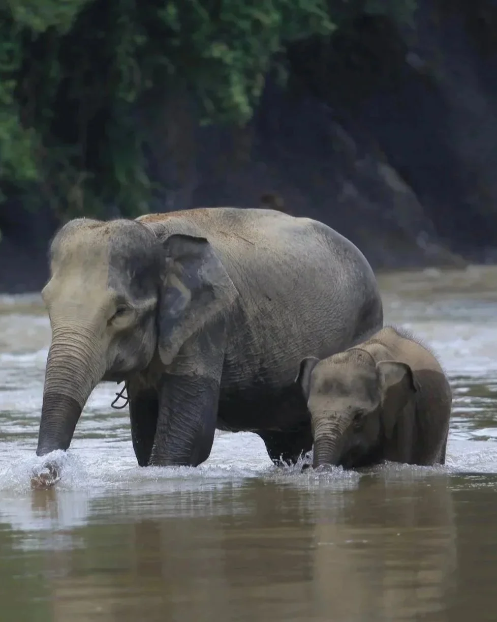 Two elephants, an adult and a calf, walking in a river with green foliage and rocks in the background.