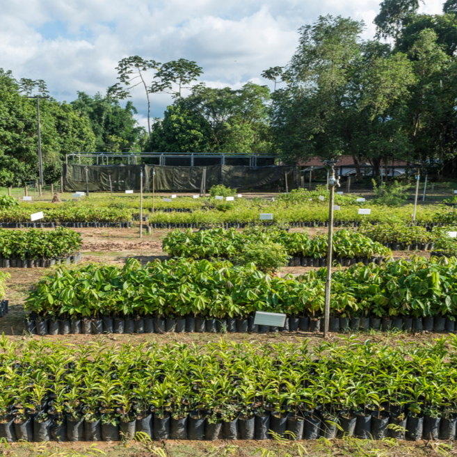 Nursery with rows of young plants in black pots and a netted enclosure in the background, surrounded by trees under a partly cloudy sky.