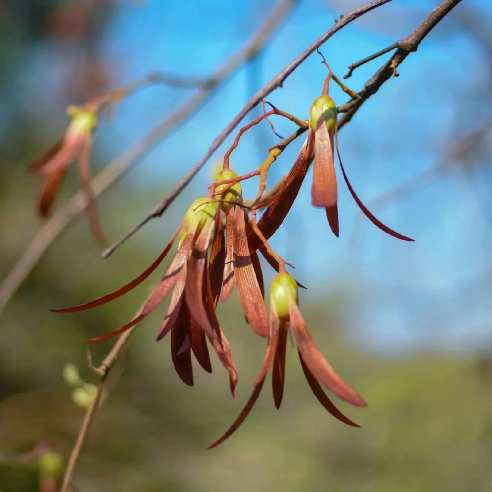 Close-up of a branch with hanging seed pods or flowers against a blurry blue sky and green background.