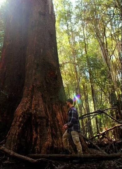 Person standing next to a large tree in a forest during daytime.