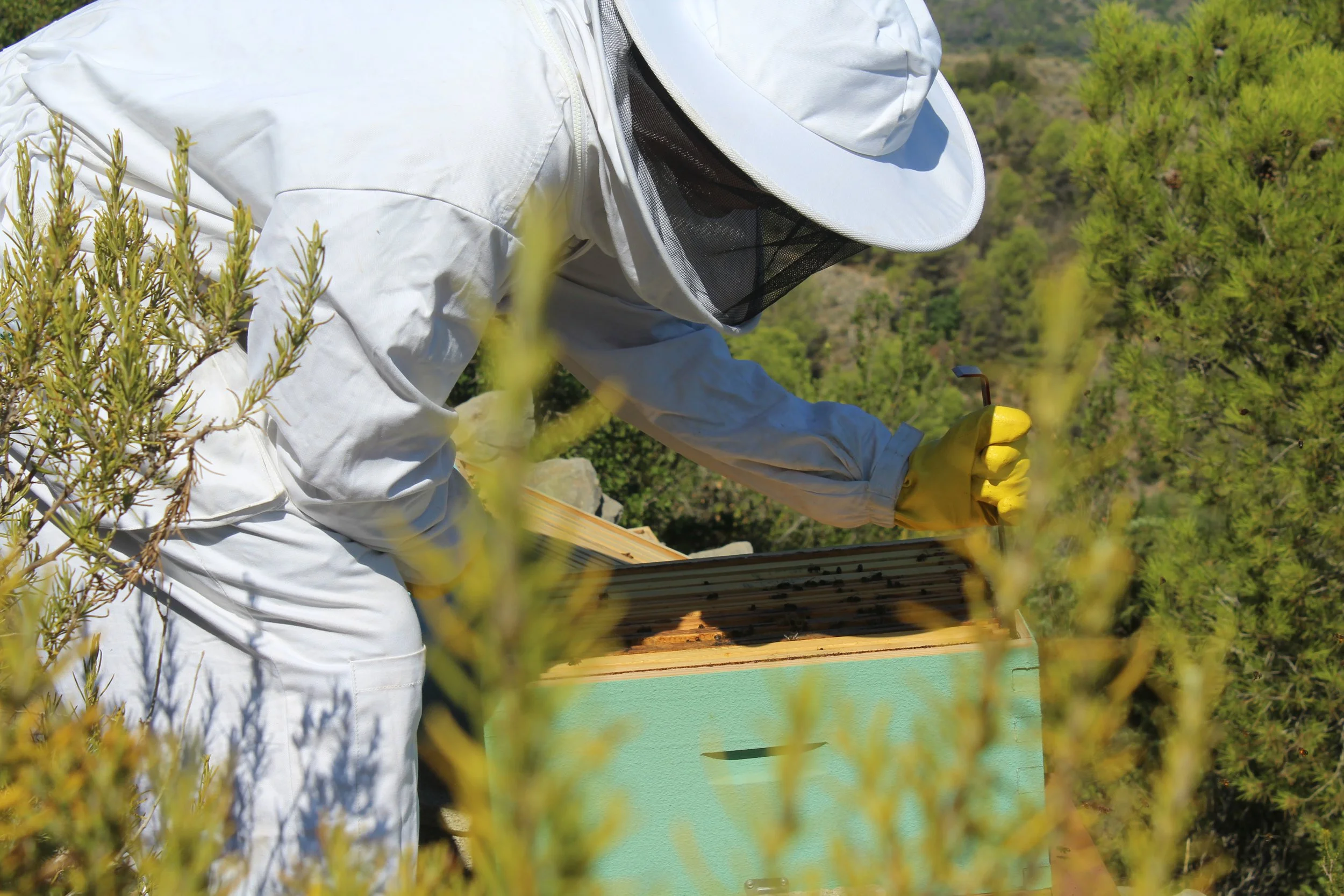 Persona con traje protector y guantes inspeccionando una colmena en un entorno natural