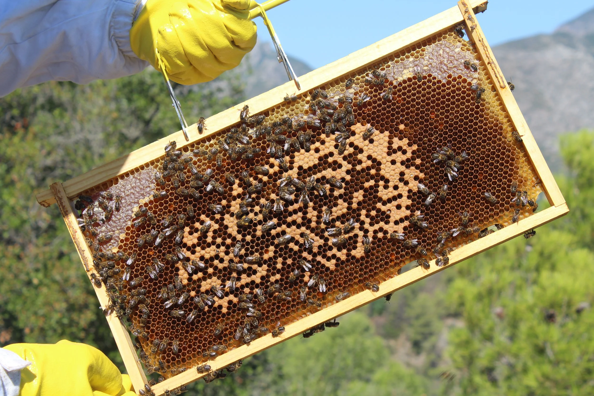 Una colmena con abejas en un entorno natural, sostenida por una persona con guantes amarillos y ropa de protección, en un paisaje montañoso con árboles verdes.