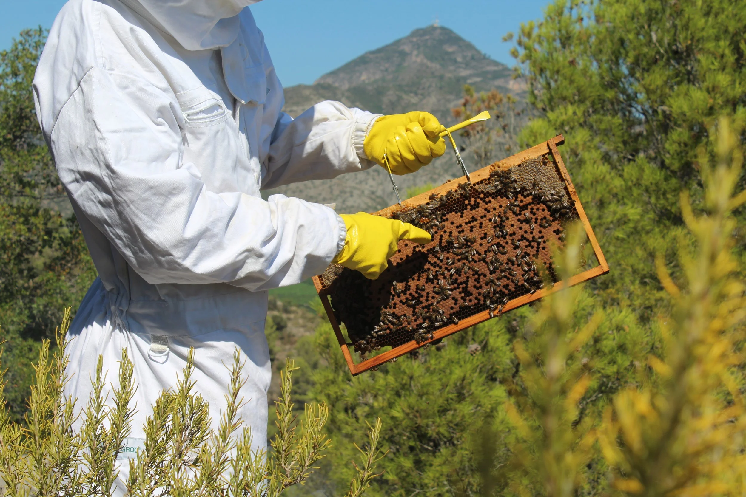 Persona vestida con traje protector y guantes amarillos inspecciona una colmena de abejas en un entorno natural con montañas y vegetación.