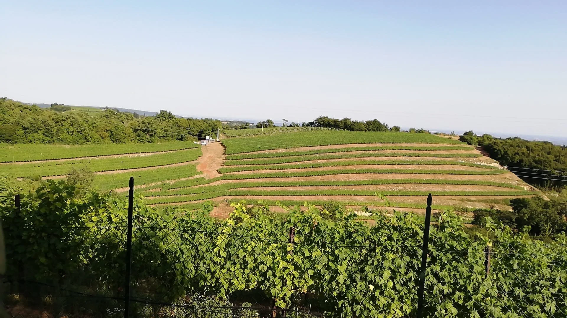 Een foto op een zonnige dag van de wijngaarden van Bonfanti. Je ziet prachtig hoe stijl het ligt tussen alle natuur.
