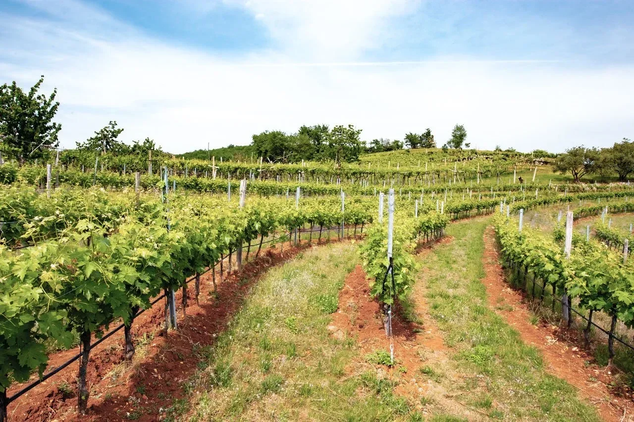 Wijngaarden van Bonfanti met wijnstokken op een heuvel, onder een blauwe lucht met wolken.