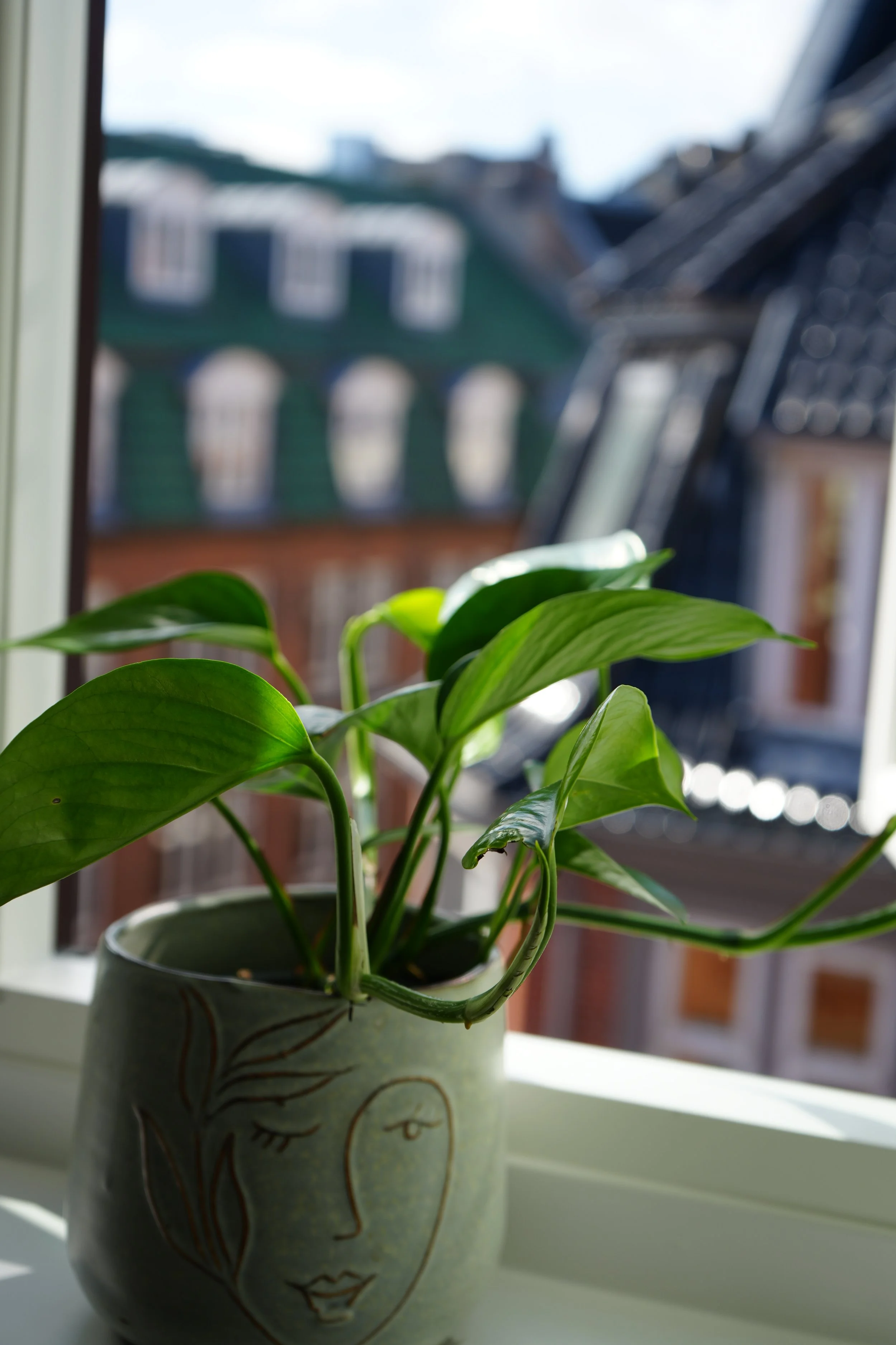Grøn plante i vindueskarm med udsigt til bygning.