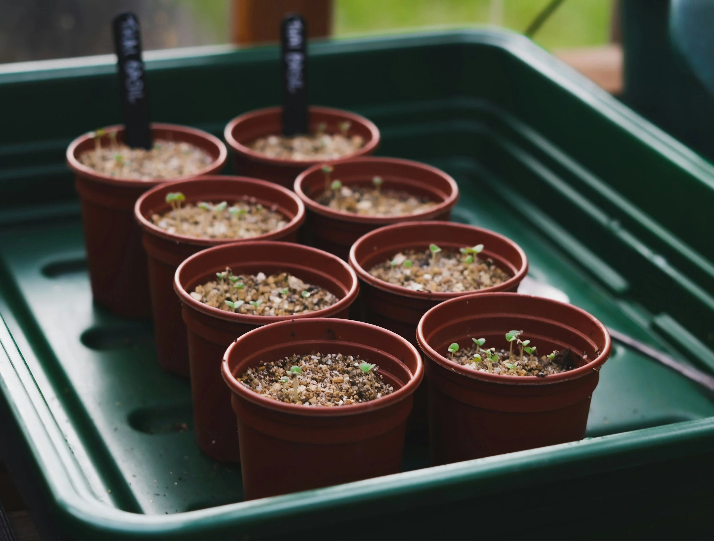 I Planted a Herb Garden and It Taught Me a Crucial Organizing Lesson