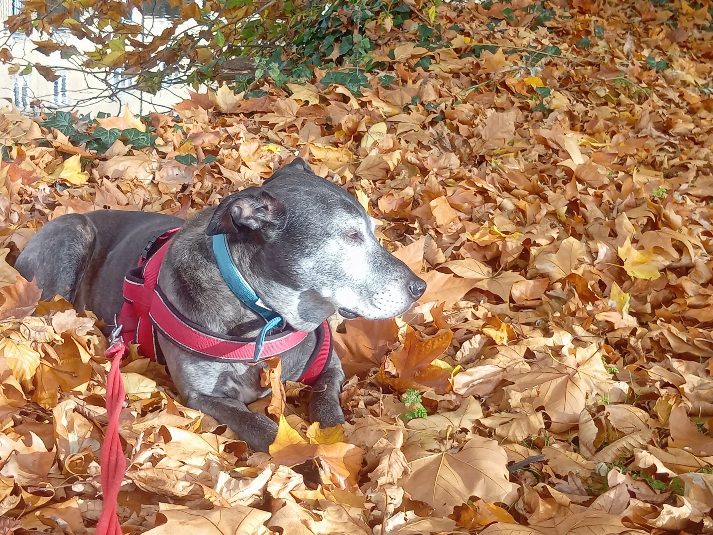 A gray and black dog with a blue collar and red harness lying in a blanket of fallen autumn leaves.