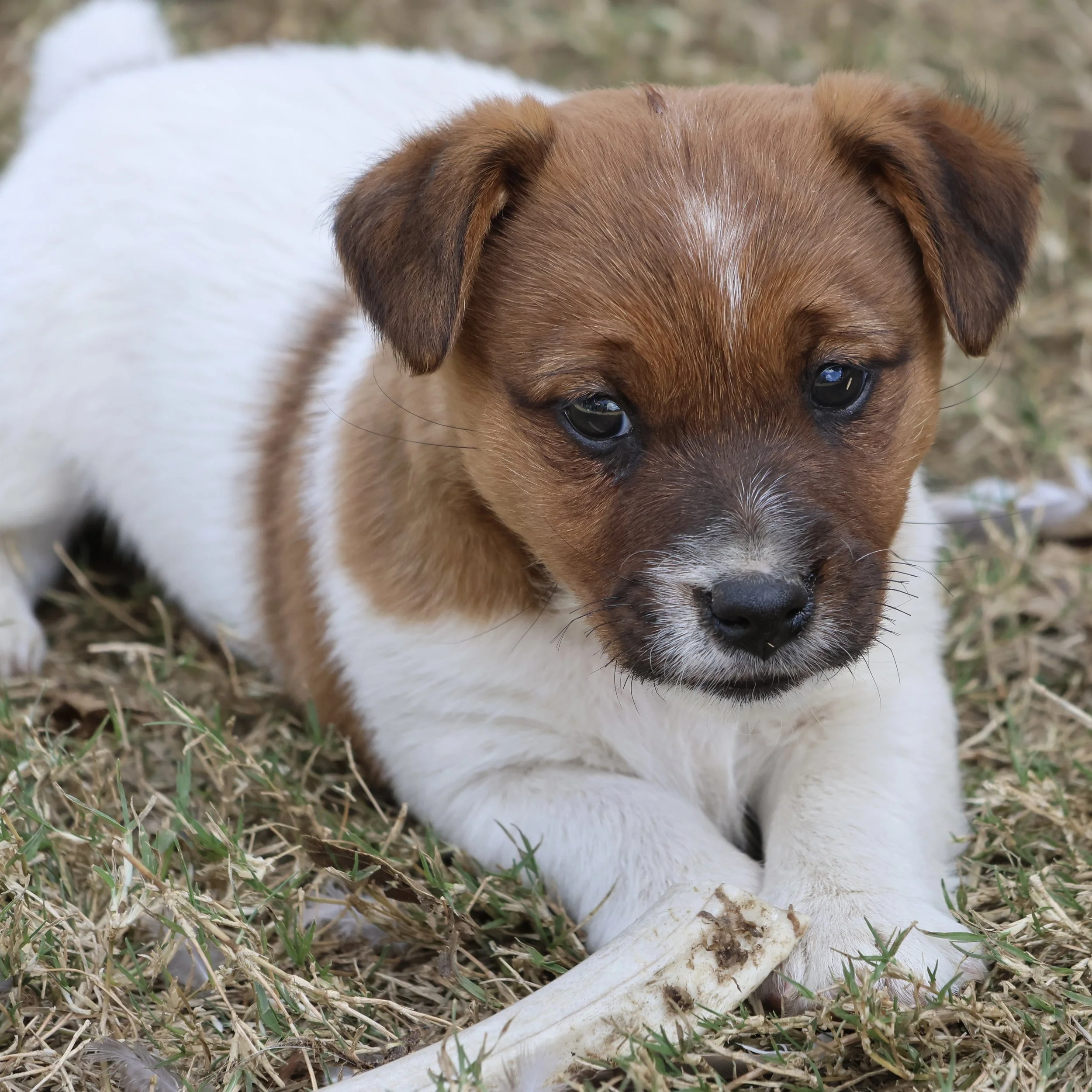 Tubbercurrie Wild Card "Tonka"