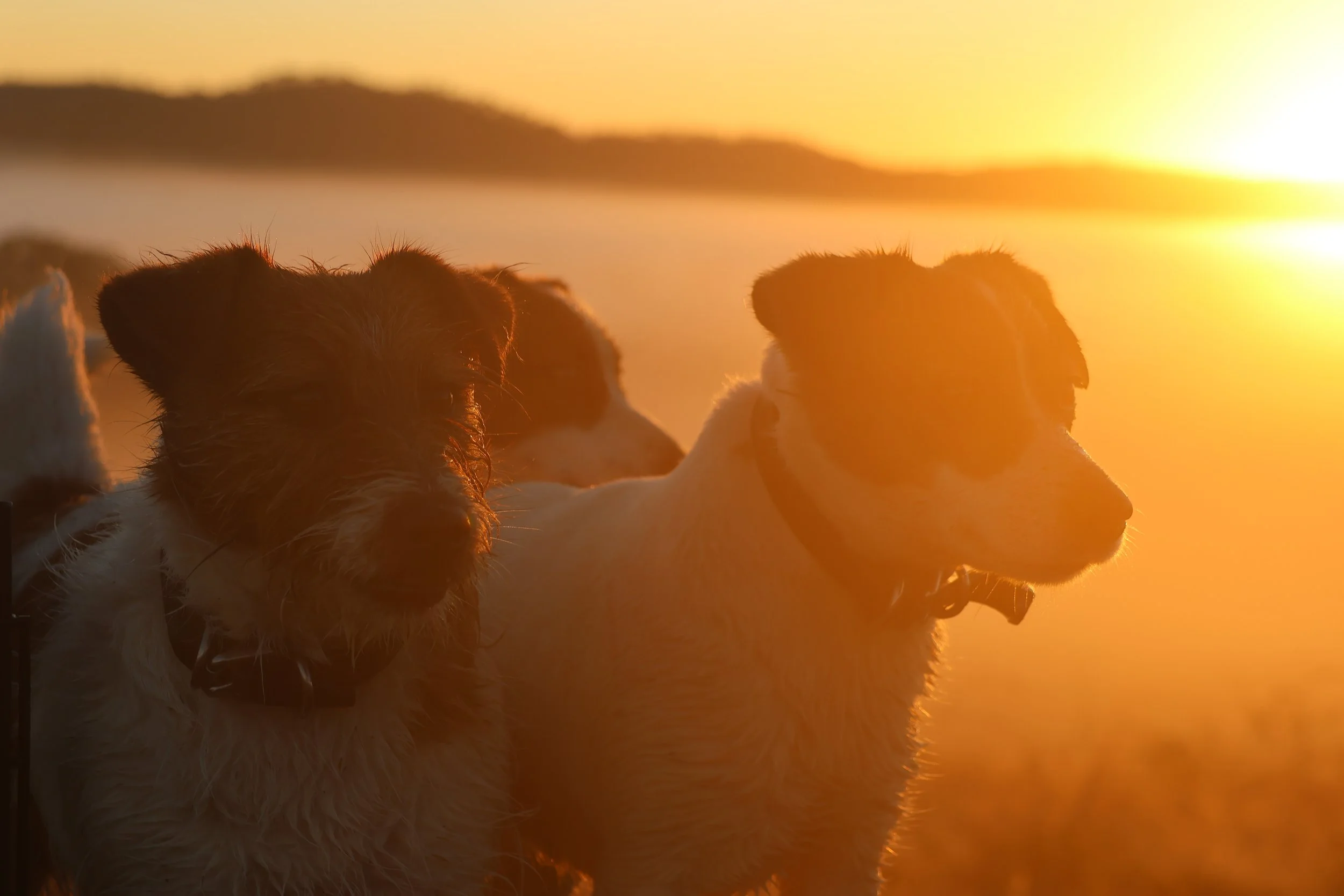 Ivy & Jessie - winter sunrise