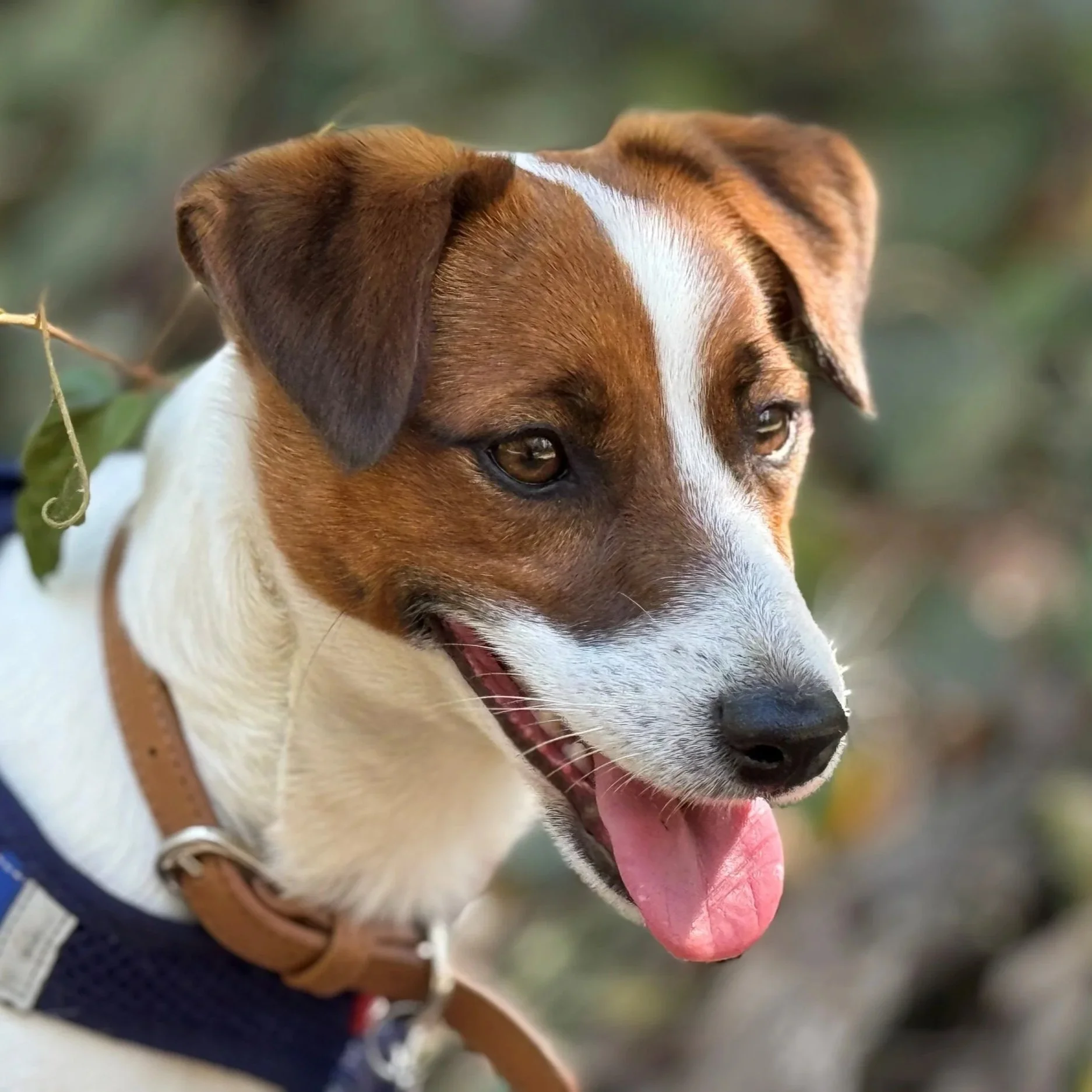 Tubbercurrie Bentley