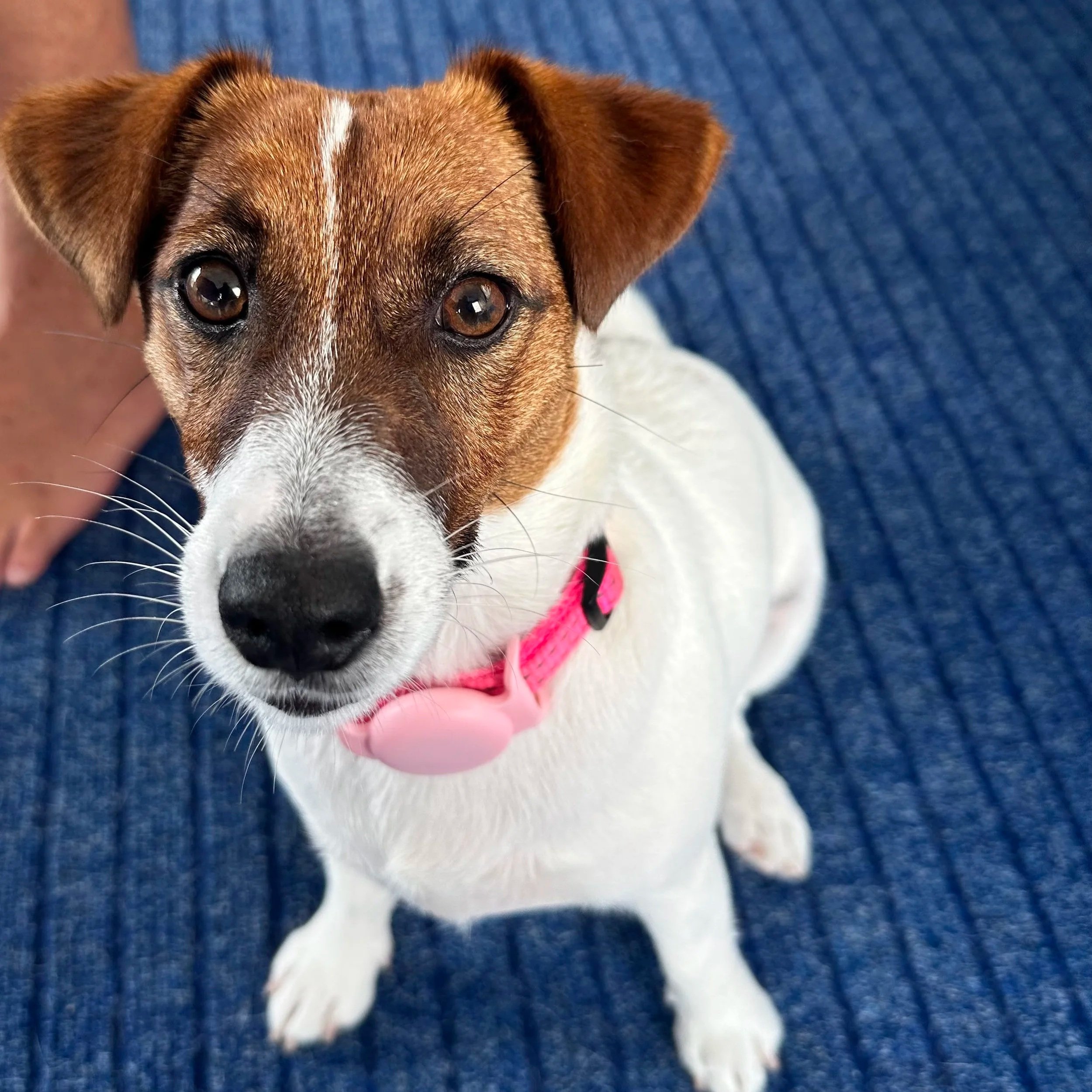 Tubbercurrie Little Feather