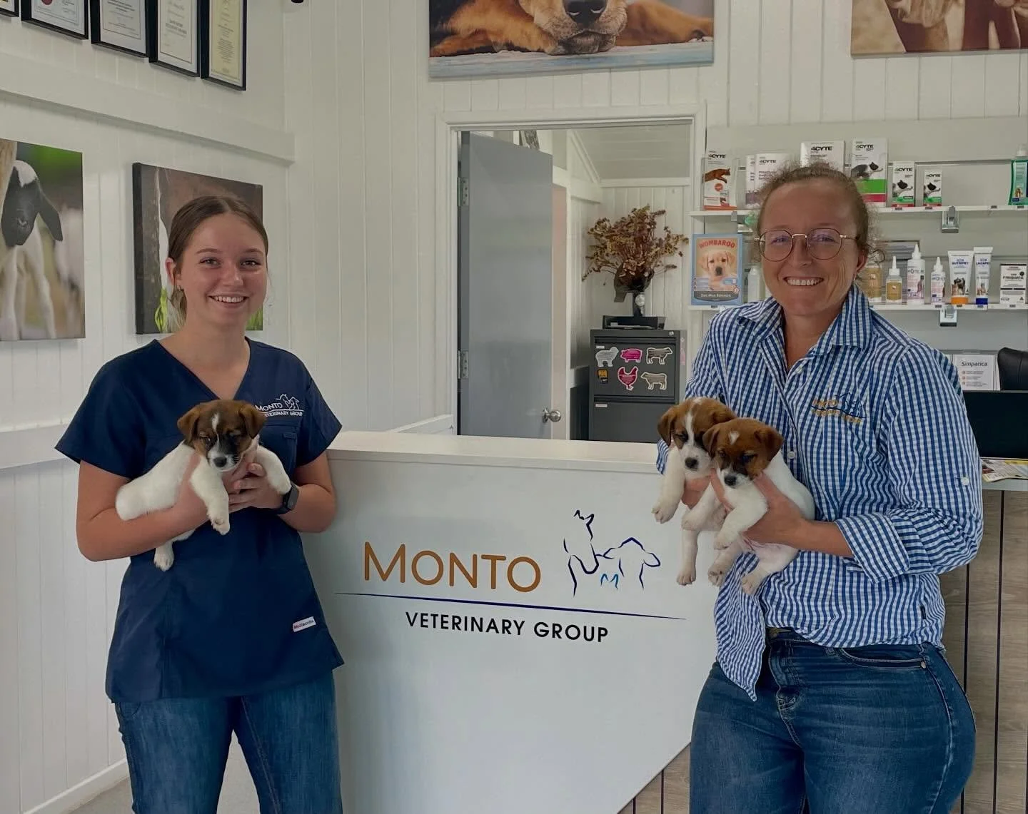 A big day earlier this week for our Metallic Marvels litter with the team at @montovetgroup 🫶🏼🐾

Health check, DNA parentage swab, first vaccination, microchip and fit to fly certificates &mdash; all done and dusted for these precious pups ✅🧬💉✈️