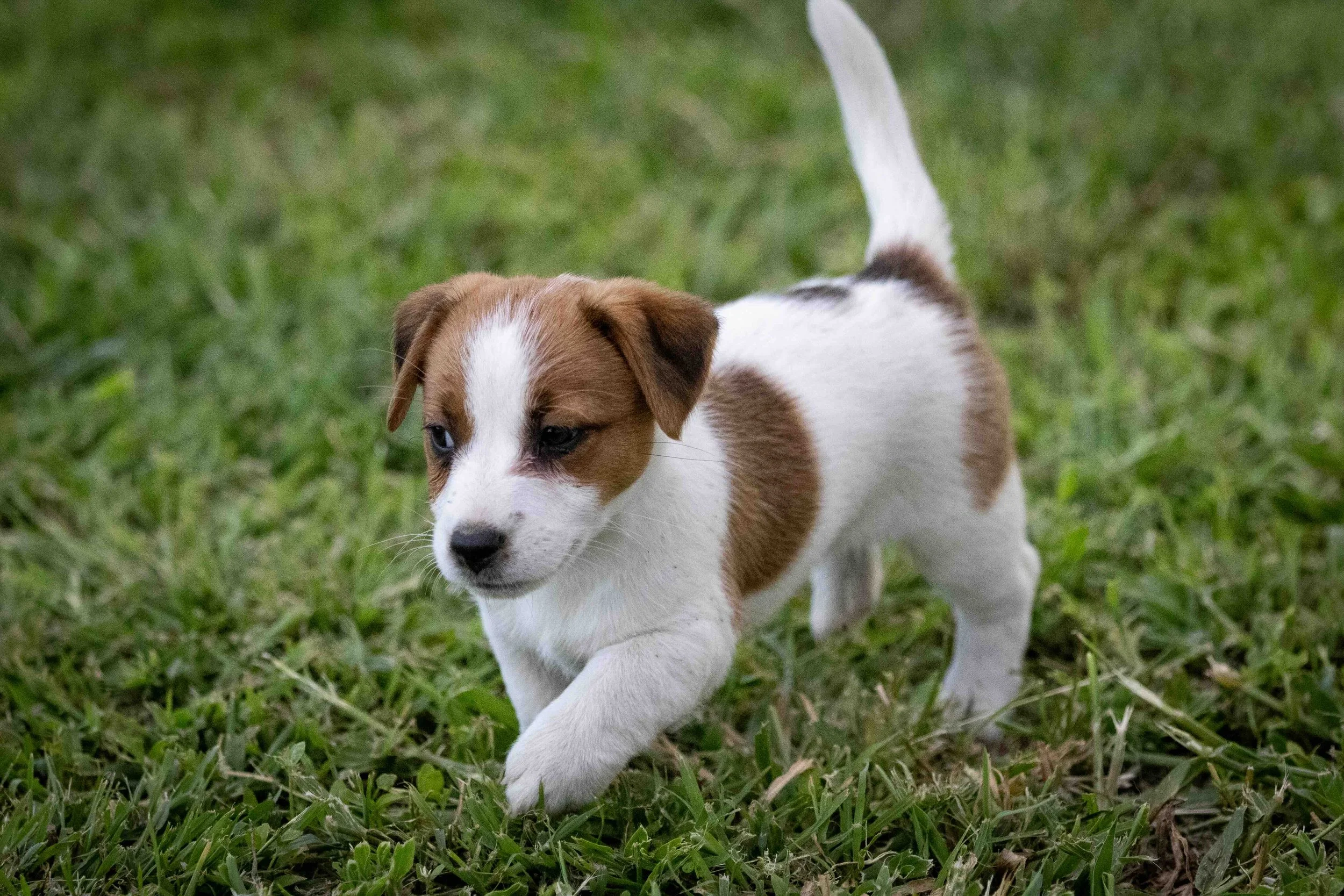 Tubbercurrie Empress