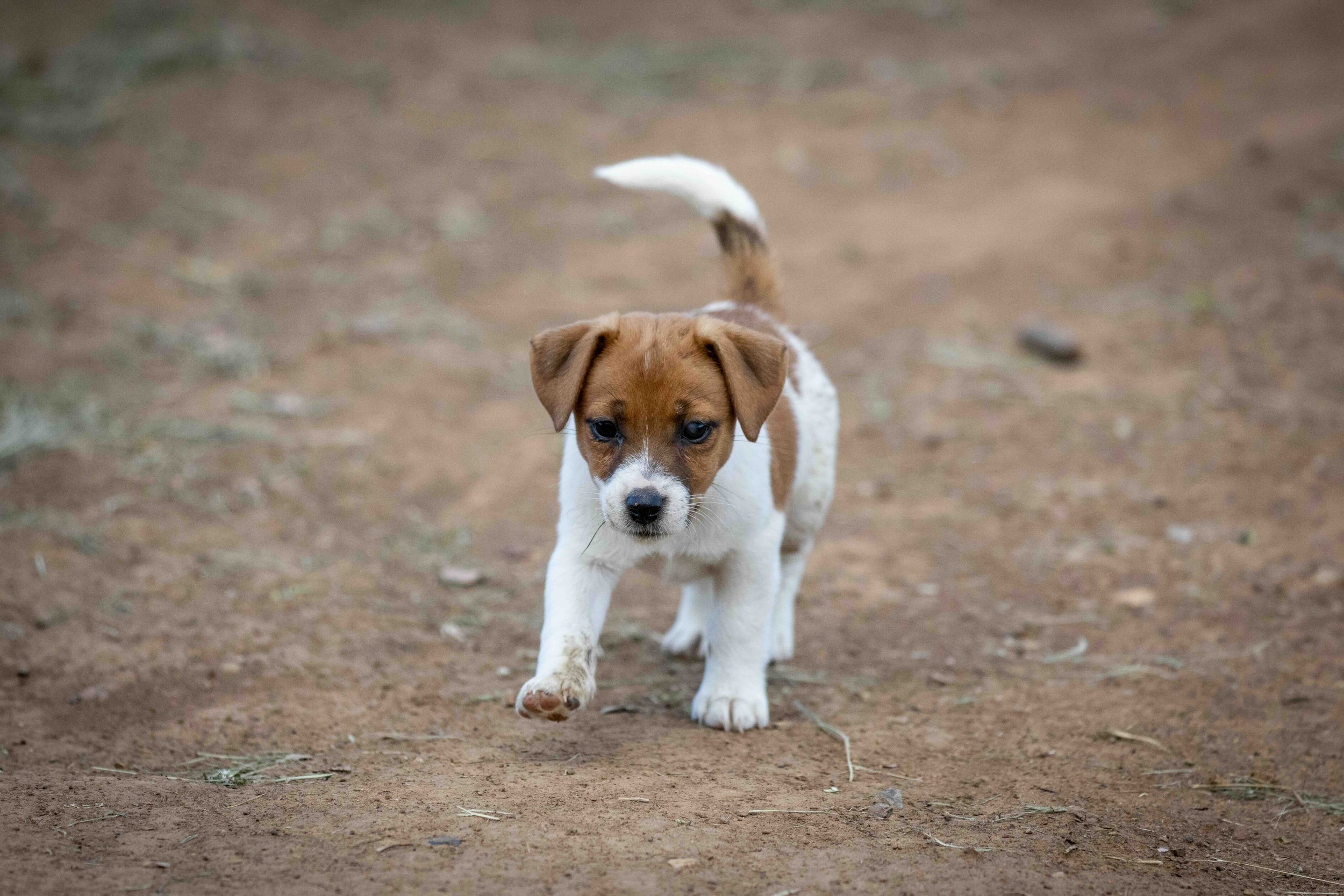 Tubbercurrie Heirloom